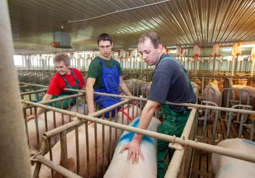 Na tej samej fermie wynik może różnić się o 20–30 proc. Często decyduje zespół