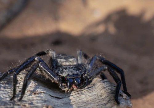 Niewiele zwierząt jak przeraża ludzi jak pająki. Niektóre z nich to giganty