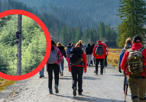 Uchwycił, jak wspinają się po drzewie. Wideo ma ponad 840 tys. wyświetleń