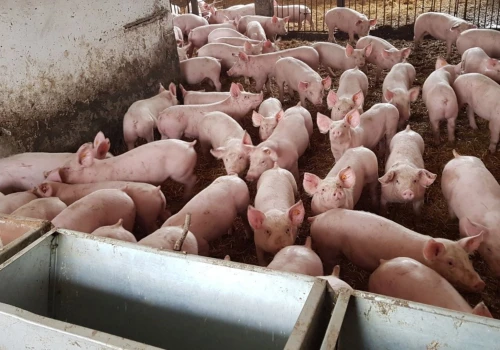 Aktualne ceny świń. Analityk pokazuje stawki, hodowca mówi o 3 zł za kg