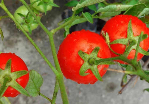 Zbierz te liście i zalej wodą. Pomidory oraz ogórki uwielbiają ten naturalny napar