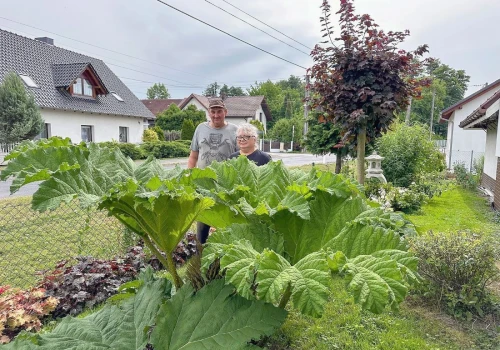 Ma największe liście na świecie. Rośnie u pani Kamilli w Lichyni