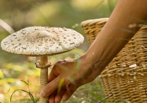 Wysyp ulubionych grzybów wielu Polaków właśnie trwa. Najlepsze na kotlety