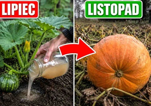 Zbierzesz dynie olbrzymy! Podlewaj je tym składnikiem od lipca