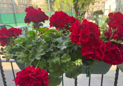 Wsyp jedną łyżeczkę do wody. Pelargonie obsypią się kwiatami aż do listopada