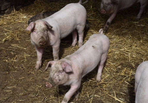 Niemiecka produkcja świń na dnie. Dokładka do każdego tucznika wynosi 60 euro