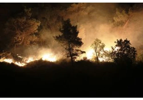 Stawiają pieniądze na pożary lasów. Ekspertka: katastrofa jak gra wideo