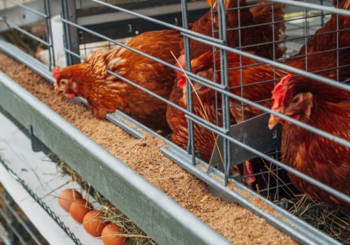 500 tys. zł pożyczki DIOZ od producenta jaj. Reportaż wywołał falę pytań