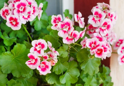 Jedna łyżka do konewki. Pelargonie będą kwitły do końca października