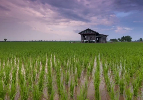 Ryby chronią przed groźną chorobą i zwiększają plony z pól ryżowych