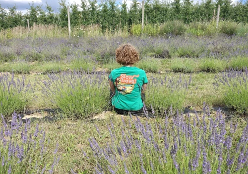 SlowTravel w lawendowej krainie. Odwiedziliśmy sandomierską Prowansję podczas Lawendowego Pikniku