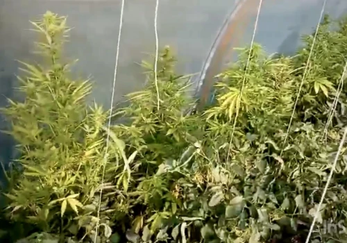Interwencja domowa zakończyła się ujawnieniem plantacji konopi