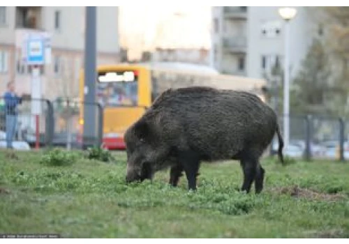 Atak dzika w Warszawie. Mężczyzna trafił do szpitala