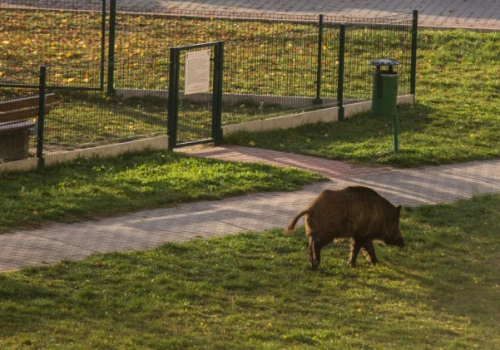 Atak dzika w Warszawie. Mieszkaniec ugryziony na własnej posesji