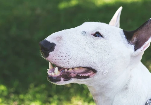 Bulterier pogryzł 2,5-letnie dziecko. 