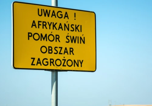 Znamy zasięg nowej czerwonej strefy ASF. 8 gmin z najwyższymi restrykcjami