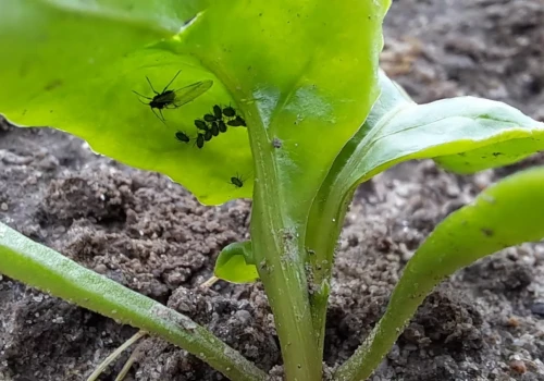 Masz buraki? Ta decyzja ministra może uratować plantacje przed mszycami