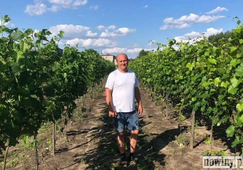 Winiarstwo odradza się na Śląsku. Poznaj winnice z Gołkowic, Jastrzębia-Zdroju, Szczejkowic i Bełsznicy