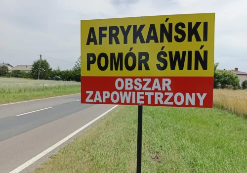 Nieoficjalnie: trzecie ognisko ASF w Polsce. Zaledwie kilometr od poprzedniego
