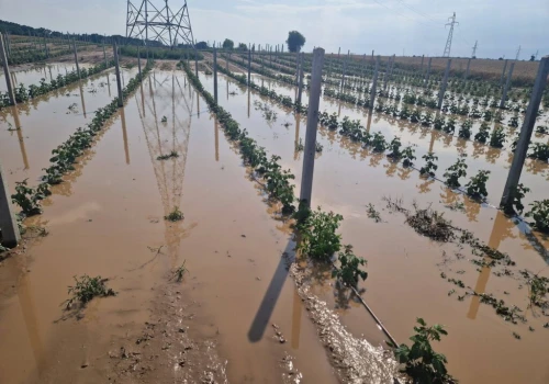 Grad zniszczył uprawy w powiecie kraśnickim. Rolnicy liczą straty