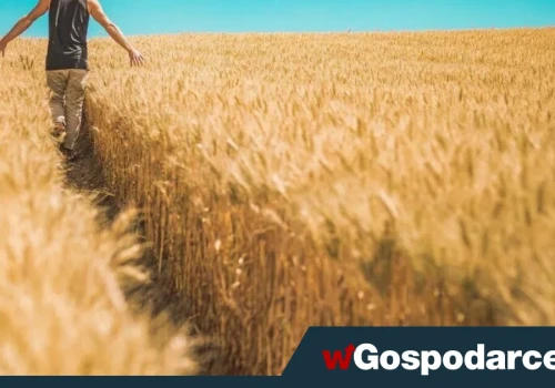 GUS: mocne tąpnięcie cen skupu produktów rolnych!
