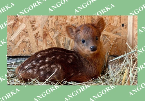 Rzadkie narodziny w polskich zoo. Sukcesy hodowców