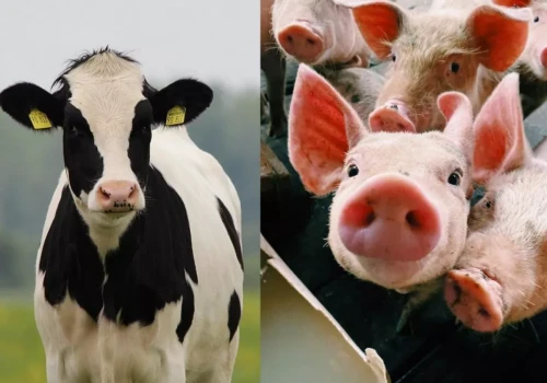 Do 2 mln zł dla organizacji producentów świń i bydła. Program czeka na zgodę KE