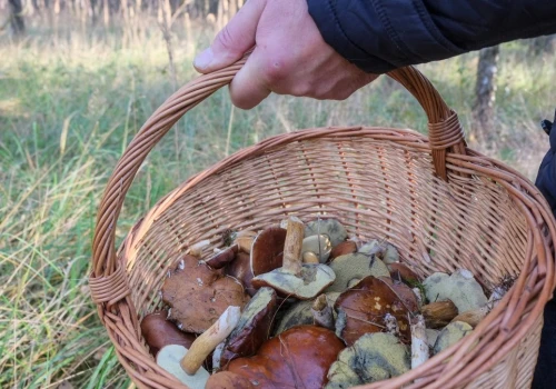 Planujesz grzybobranie po deszczu? W te dni znajdziesz ich najwięcej