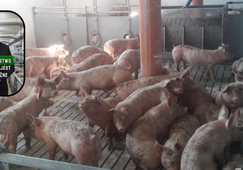Wsparcie dla producentów trzody chlewnej. Rolnicy: 500 mln zł nie podniesie cen skupu