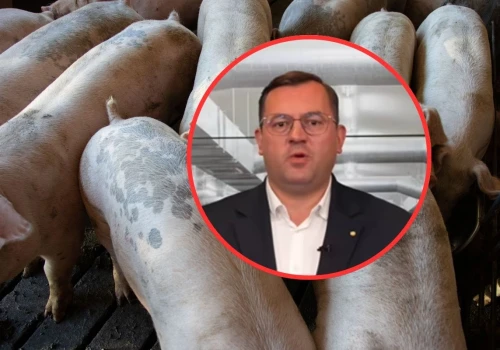 Nawet 2 mln zł dla producentów świń i bydła. Minister zapowiada wsparcie dla hodowców