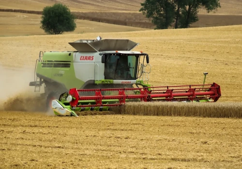 Skupy płacą więcej. Aktualne ceny zbóż i rzepaku
