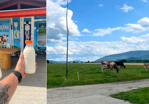 Świeże mleko prosto od krowy 2 km od Wiślanki. Mlekomat w Kozakowicach Dolnych przyciąga kierowców