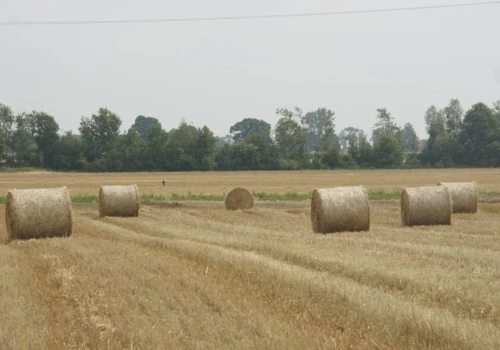 Po żniwach łatwo o tę decyzję. Może jednak przynieść więcej strat niż korzyści
