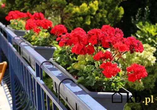 Podlewaj tym co dwa tygodnie. Pelargonie będą kwitły jak szalone aż do października