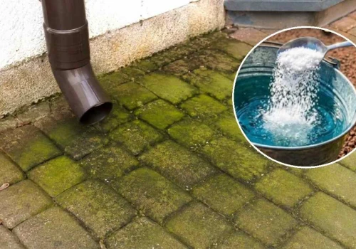 Kostka brukowa cała w zielonym nalocie? Wyciągnij TO z szafki kuchennej