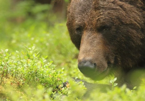 Rozdają darmową ochronę przed niedźwiedziami. Skutecznie broni pszczoły