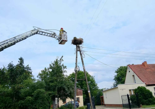 Trudna sztuka latania. Na pomoc bocianiemu juniorowi z Pszenna