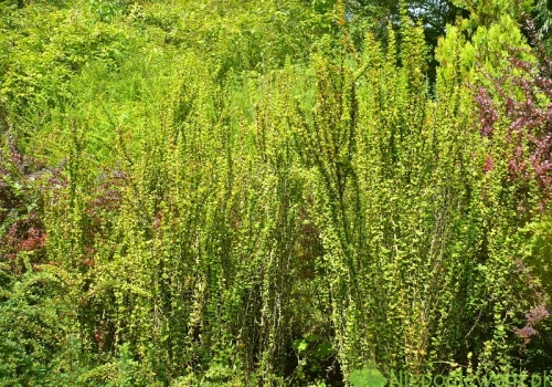 Berberys Thunberga Erecta – uprawa i ciekawostki