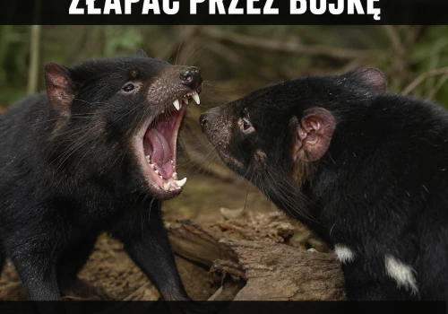 Rak w pakiecie za mordobicie