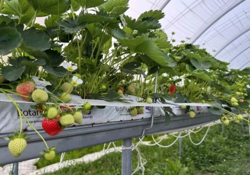 Truskawka w warunkach kapryśnego lata – komunikat jagodowy Timac Agro (22.07.2026)