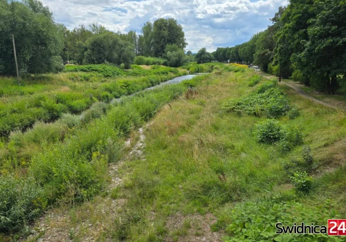 Bystrzyca znów zaczęła znikać w zaroślach. Wkrótce ruszą prace porządkowe