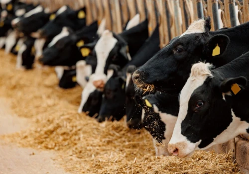 MRiRW wesprze producentów mięsa. Do 500 tys. euro na inwestycje