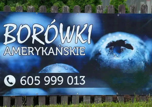 Borówki amerykańskie na sprzedaż. Niska cena
