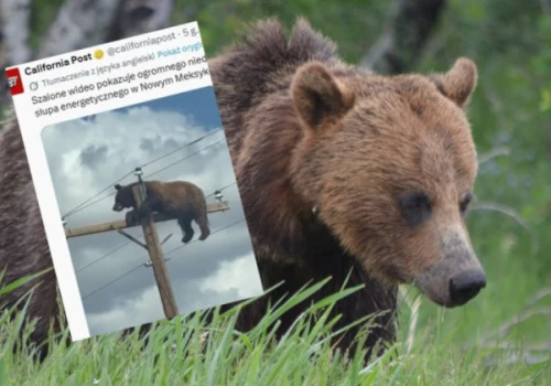 Niedźwiedź utknął na słupie wysokiego napięcia. Tragiczny finał