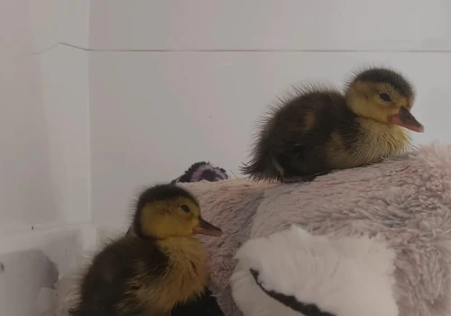 Nowi mieszkańcy Afrykarium i Odrarium. Sukces hodowlany ZOO Wrocław