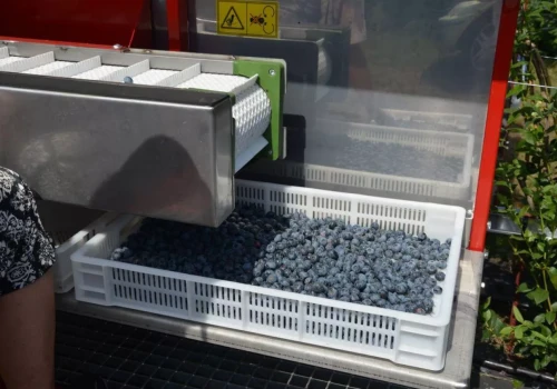Kończą się zbiory borówek odmiany ‘Duke’. Dobre ceny także (23.07.2026)