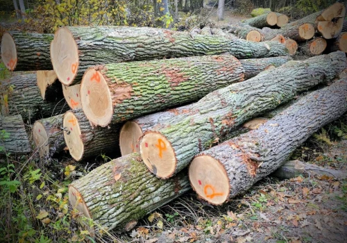 Nielegalna wycinka w rejonie Bukowej Góry. Roztoczański Park Narodowy odpiera zarzuty i podejmuje kroki prawne