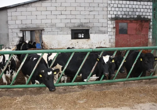 120 kg w 100 dni. Czy opas krów brakowanych się opłaca?