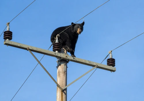 Niedźwiedź utknął na słupie energetycznym. Świadkowie nie mogli uwierzyć własnym oczom