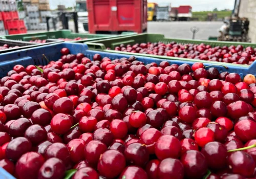 Nagły zwrot na rynku wiśni. Skupy obniżyły ceny nawet o 70 groszy za kilogram w ciągu jednego dnia